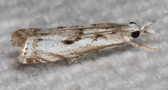 Microcrambus