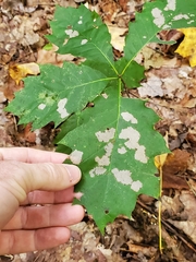 Quercus rubra