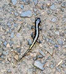 Ambystoma macrodactylum