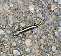 Ambystoma macrodactylum