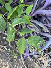 Celtis reticulata