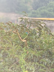 Psilopogon asiaticus