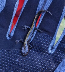 Ambystoma macrodactylum