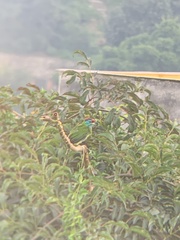 Psilopogon asiaticus