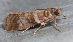 Sciota uvinella