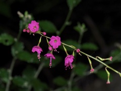 Cyphomeris gypsophiloides