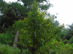 Ardisia