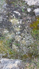 Eriophorum callitrix