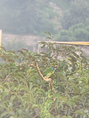 Psilopogon asiaticus