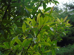 Ardisia