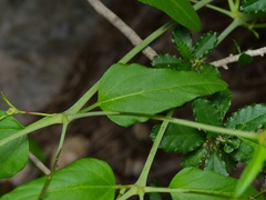 Cyphomeris gypsophiloides