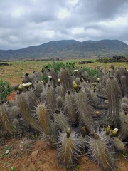 Trichocereus deserticola