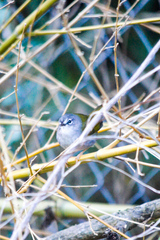 Myiothlypis leucoblephara