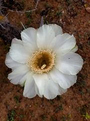 Trichocereus deserticola