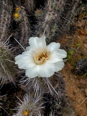 Trichocereus deserticola