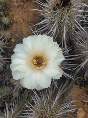 Trichocereus deserticola