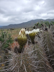 Trichocereus deserticola