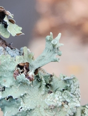 Ramalina americana