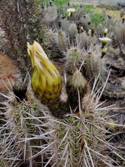 Trichocereus deserticola