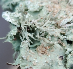 Ramalina americana
