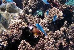 Plectroglyphidodon dickii