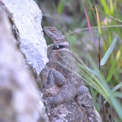 Sceloporus poinsettii