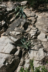 Agave vilmoriniana