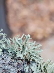 Ramalina americana