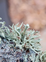 Ramalina americana
