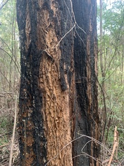 Allocasuarina decussata