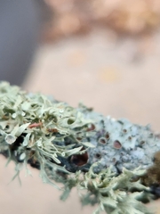 Ramalina americana
