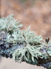 Ramalina americana