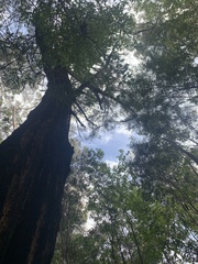 Allocasuarina decussata