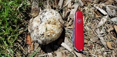 Mycenastrum corium