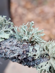 Ramalina americana