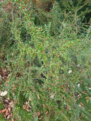 Cotoneaster horizontalis