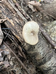 Pluteus