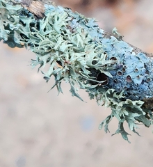 Ramalina americana