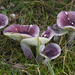 Russula sardonia - Photo (c) Chris Moody，保留部份權利CC BY-NC