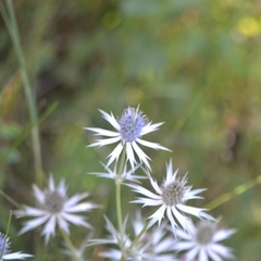 Eryngium heterophyllum