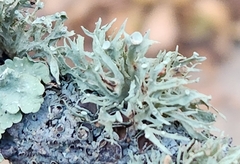 Ramalina americana