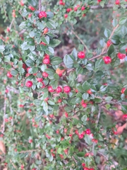 Cotoneaster horizontalis