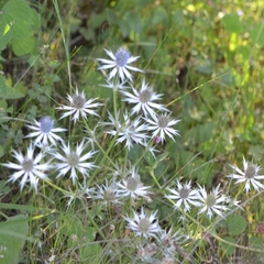 Eryngium heterophyllum