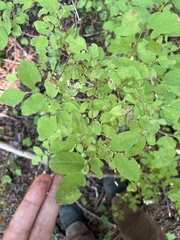 Vaccinioideae