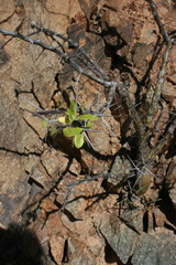 Fouquieria macdougalii