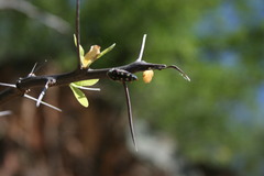 Fouquieria macdougalii