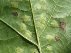 Taphrina caerulescens