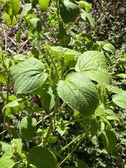 Acalypha ostryifolia