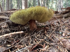 Aureoboletus mirabilis