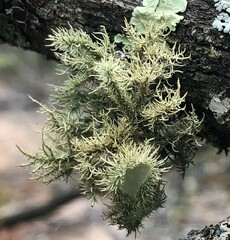 Usnea scabrida
